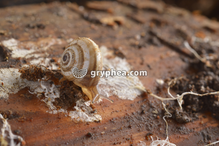 Gastéropode - gryphea.com